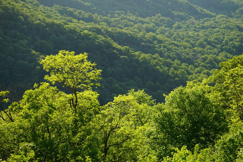 Forêt verdoyante illustrant l'engagement écologique de MSB en faveur d’une production durable